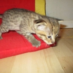 Savannah, F-2B, Brown (black) spotted, Male DOB 12/17/16