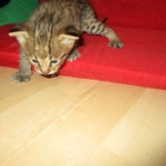 Savannah, F-2B, Brown (black) spotted, Male DOB 12/17/16