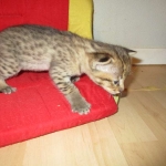 Savannah, F-2B, Brown (black) spotted, Male DOB 12/17/16