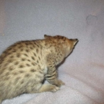 Savannah, F-2B, Brown (black) spotted, Male DOB 12/17/16