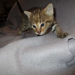 Savannah, F-2B, Brown (black) spotted, Male DOB 12/17/16