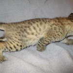 Savannah, F-2B, Brown (black) spotted, Male DOB 12/17/16