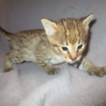 Savannah, F-2B, Brown (black) spotted, Male DOB 12/17/16