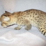 Savannah, F-2B, Brown (black) spotted, Male DOB 12/17/16