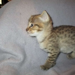 Savannah, F-2B, Brown (black) spotted, Male DOB 12/17/16