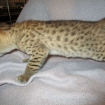 Savannah, F-2B, Brown (black) spotted, Male DOB 12/17/16