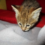 Savannah, F-2B, Brown (black) spotted, Male DOB 12/17/16