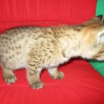 Savannah, F-2B, Brown (black) spotted, Male DOB 12/17/16