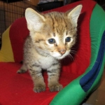 Savannah, F-2B, Brown (black) spotted, Male DOB 12/17/16