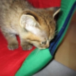 Savannah, F-2B, Brown (black) spotted, Male DOB 12/17/16