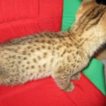 Savannah, F-2B, Brown (black) spotted, Male DOB 12/17/16