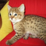 Savannah, F-2B, Brown (black) spotted, Male DOB 12/17/16