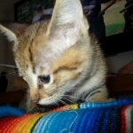 Savannah, F-2B, Brown (black) spotted, Male DOB 12/17/16