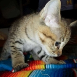 Savannah, F-2B, Brown (black) spotted, Male DOB 12/17/16