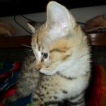 Savannah, F-2B, Brown (black) spotted, Male DOB 12/17/16