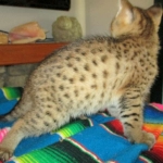 Savannah, F-2B, Brown (black) spotted, Male DOB 12/17/16