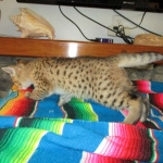 Savannah, F-2B, Brown (black) spotted, Male DOB 12/17/16