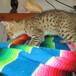 Savannah, F-2B, Brown (black) spotted, Male DOB 12/17/16