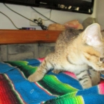 Savannah, F-2B, Brown (black) spotted, Male DOB 12/17/16