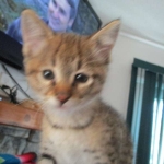 Savannah, F-2B, Brown (black) spotted, Male DOB 12/17/16