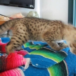 Savannah, F-2B, Brown (black) spotted, Male DOB 12/17/16