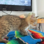 Savannah, F-2B, Brown (black) spotted, Male DOB 12/17/16