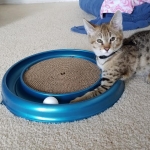 Floki, Savannah, F-2B, Brown (black) spotted, Male DOB 12/17/16