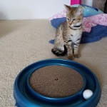 Floki, Savannah, F-2B, Brown (black) spotted, Male DOB 12/17/16