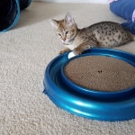 Floki, Savannah, F-2B, Brown (black) spotted, Male DOB 12/17/16