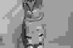 Merlin, Savannah, F-2B, Brown (black) spotted Male DOB 3-24-17