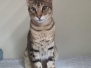 Merlin, Savannah, F-2B, Brown (black) spotted Male DOB 3-24-17