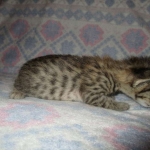 Savannah, Brown (black) spotted, male, DOB 3-24-17