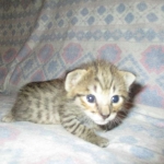 Savannah, Brown (black) spotted, male, DOB 3-24-17