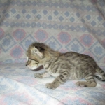 Savannah, Brown (black) spotted, male, DOB 3-24-17