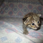 Savannah, Brown (black) spotted, male, DOB 3-24-17