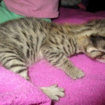 Savannah, Brown (black) spotted, male, DOB 3-24-17