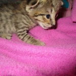 Savannah, Brown (black) spotted, male, DOB 3-24-17