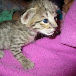 Savannah, Brown (black) spotted, male, DOB 3-24-17