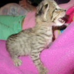 Savannah, Brown (black) spotted, male, DOB 3-24-17