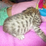 Savannah, Brown (black) spotted, male, DOB 3-24-17