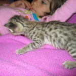 Savannah, Brown (black) spotted, male, DOB 3-24-17