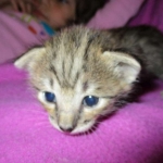 Savannah, Brown (black) spotted, male, DOB 3-24-17