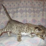 Savannah, Brown (black) spotted, male, DOB 3-24-17