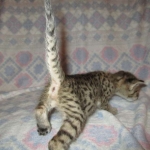 Savannah, Brown (black) spotted, male, DOB 3-24-17