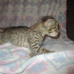 Savannah, Brown (black) spotted, male, DOB 3-24-17