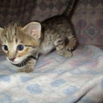 Savannah, Brown (black) spotted, male, DOB 3-24-17