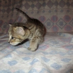 Savannah, Brown (black) spotted, male, DOB 3-24-17