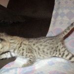 Savannah, Brown (black) spotted, male, DOB 3-24-17