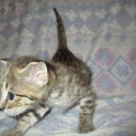 Savannah, Brown (black) spotted, male, DOB 3-24-17