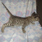 Savannah, Brown (black) spotted, male, DOB 3-24-17
